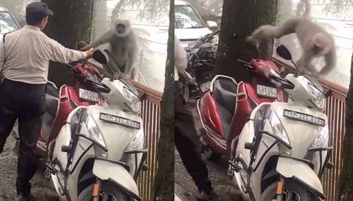 Watch | Langur Faces Off With Guard, Hilarious Chase Video Leaves Internet In Split