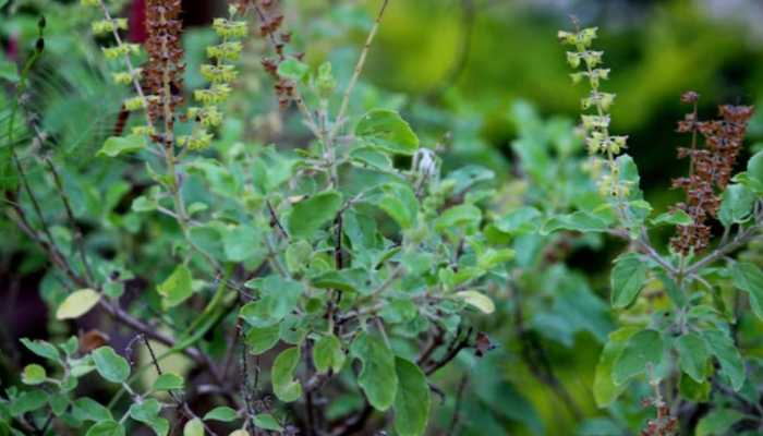 What Is The Scientific Name Of Tulsi? Check Health Benefits, And Why It’s The Queen Of Herbs