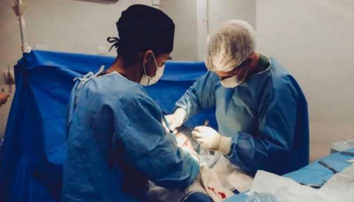 71-Year-Old Man Lives 171 Days Post-Surgery After Genetically Modified Pig Liver Transplant In China