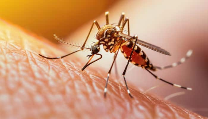 Size And Severity Of Chikungunya Outbreaks Is Unpredictable: Study