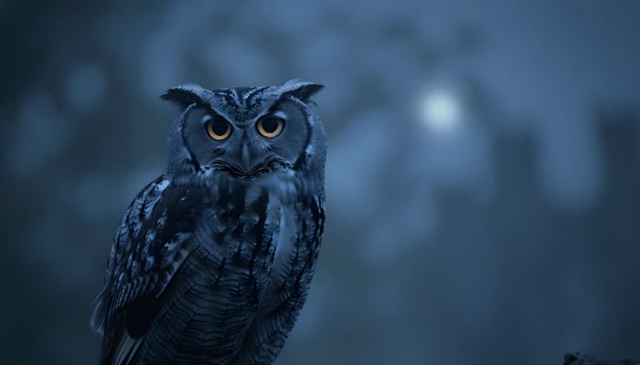 Why Seeing Owl On Diwali Is Considered Auspicious | Mythology And Beliefs Explained