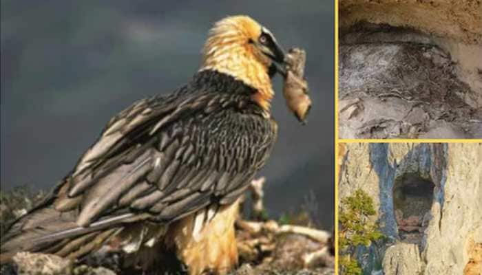 Birds' Nests Or Secret Treasures? Scientists Discover 650-Year-Old Bearded Vulture Nests In Spain, Reveal Mystery Trove