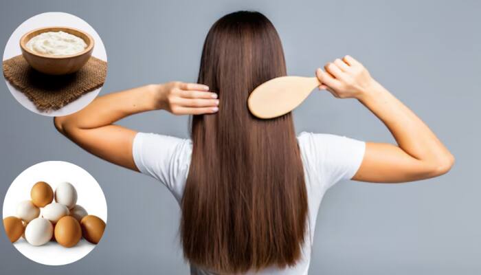 Curd vs Egg For Hair Growth 2025: Which Natural Ingredient Nourishes, Strengthens, And Boosts Hair The Best?
