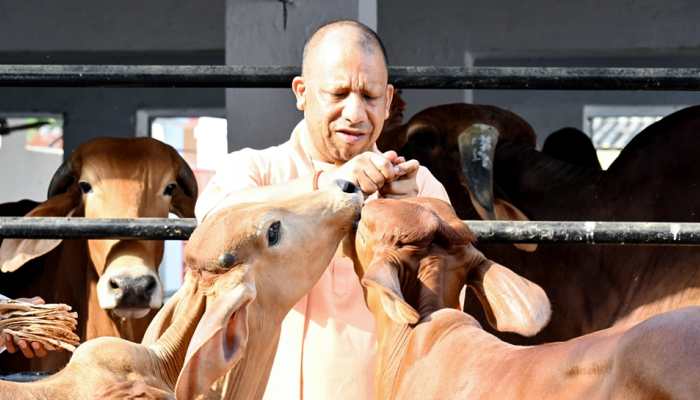 CM Yogi Govt To Explore 'Cow Tourism' To Boost Rural Economy In Uttar Pradesh