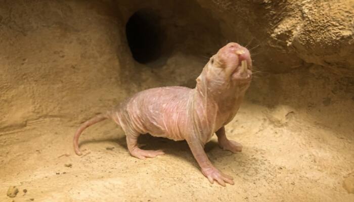 This Wrinkle-Free Rodent Could Be Key To Human Immortality: Unlock Secret To Living Longer