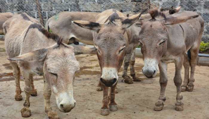 China Kills Millions Of Donkeys Every Year For A ‘Miracle’ Medicine You Won’t Believe