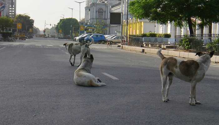 Supreme Court Nudges States, UTs Over Stray Dogs Menaces, Says, 'India Shown In Bad Light'