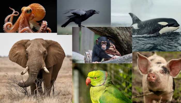 10 Animals With The Sharpest Brain In The World