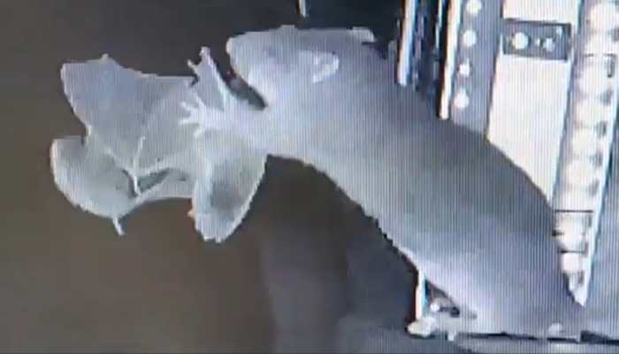 Viral Video: Rat Hunts Bat Mid-Air For First Time In History; Scientists Detail 'Radar-Like' Kill