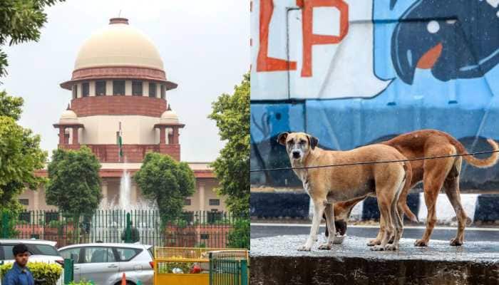 No Respect For Court Orders: SC Slams States Again Over Stray Dog Case, Says 'Everyone Is Asleep'