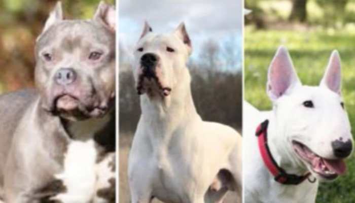 Pitbulls, Rottweilers Among Six Dog Breeds Banned By Chandigarh Administration