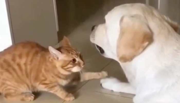 'Viral Video' Shows Cat Gently Reassuring His Blind Dog Friend; Internet Is Melting