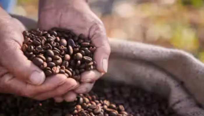 India's Coffee Exports Hit USD 1.8 billion In FY25, Continues Four-Year Growth Streak