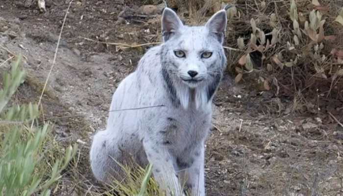 The Internet Can’t Stop Staring At This Rare White Lynx | Spain’s Stunning Discovery Breaks The Web