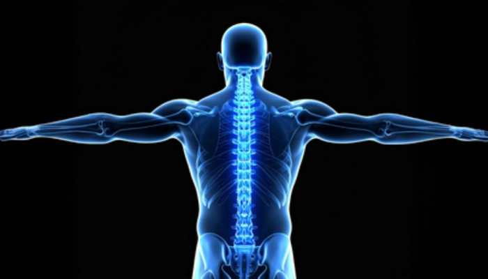 New Hope For Osteoporosis: Japanese Researchers Successfully Regenerate Bone Using Stem Cells