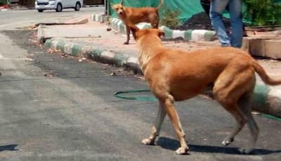 Kerala Minister Says Removing All Stray Dogs In State ‘Impossible’