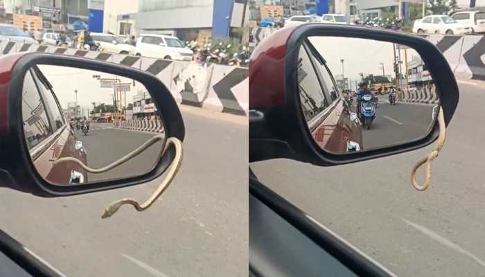 Terrifying Video | Snake Slithers Out Of Car Mirror, Leaving Internet Scared