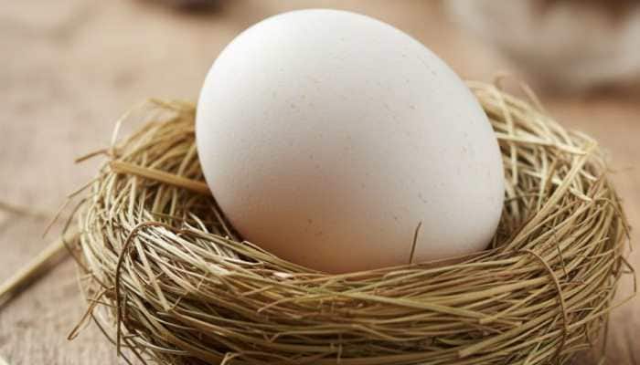 From Giant Birds To Ocean Titans: 9 Animals That Lay The World's Largest Eggs