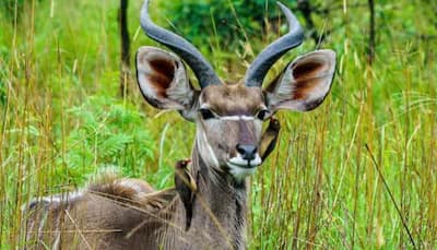 Bacterial Infection Kills 31 Blackbucks At Karnataka Zoo