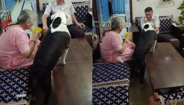 Watch | This Pitbull Video Will Completely Destroy Everything You Thought You Knew