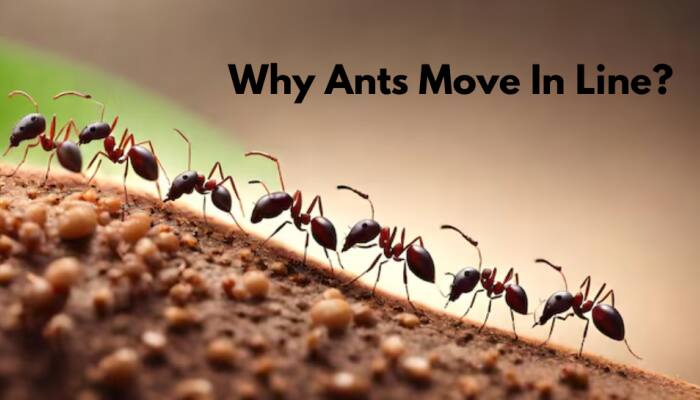 Why Ants Move In A Line? Know The Secret Reason Behind Their Discipline