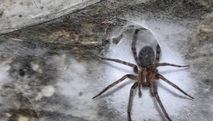 World’s Largest Spider Web
