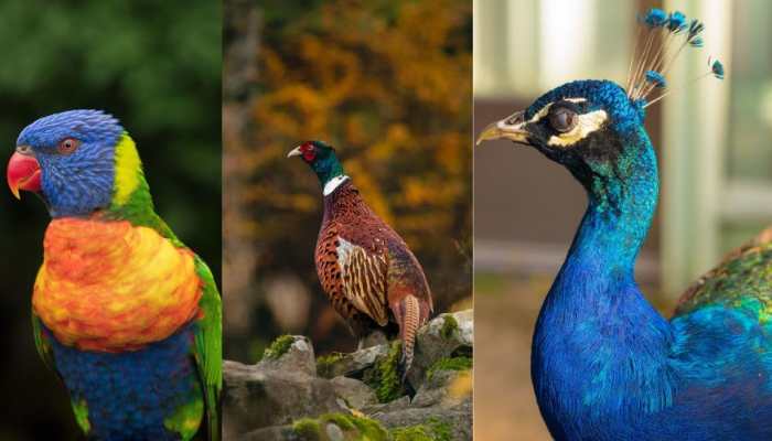 birds