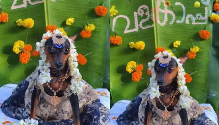 Viral Video: Pregnant Pup’s Grand Baby Shower Is Winning Hearts Online | Netizens Can’t Handle Adorableness