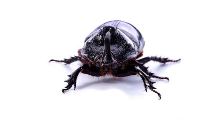 The Bloodsucking Spy! Bedbugs Transform Into Secret Agents In Mind-Blowing Scientific Breakthrough