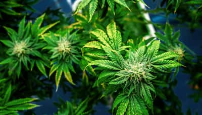 What Is Scromiting? Terrifying Vomiting Disorder Linked To Chronic Cannabis Use - Symptoms, Causes & Prevention