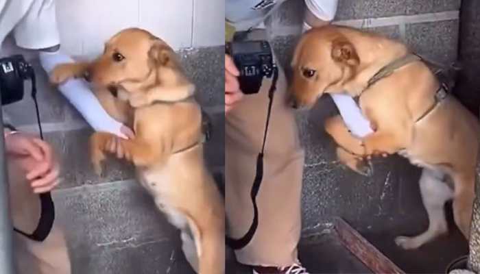 Shelter Dog Gets Adopted After Emotional Encounter With Journalist - Watch Video