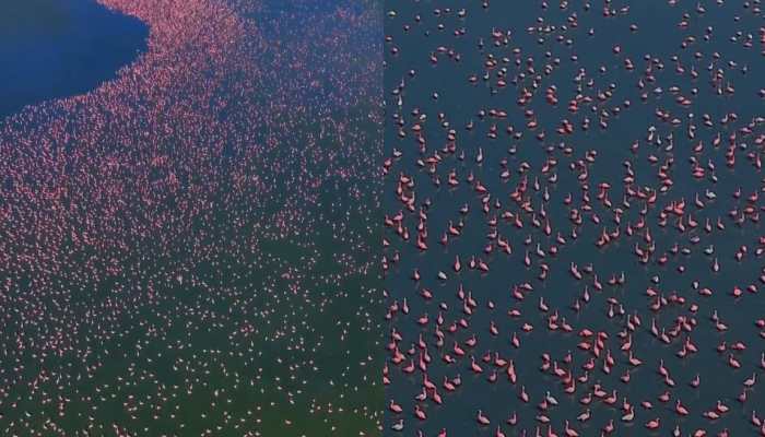 Watch: Thousands Of Flamingos Turn Rajasthan’s Sambhar Lake In Shades Of Pink