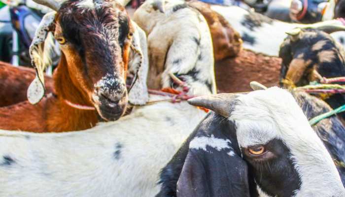 Bihar: Robbers Posing As Police Steal Goats Bought Under CM’s Scheme