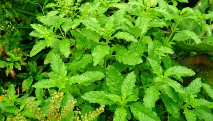 Is Your Tulsi Dying In Winter? 7 Easy Care Tips To Keep The Holy Basil Green, Healthy, And Thriving