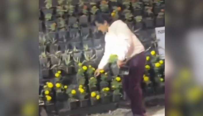 Watch: Video Shows Flower Pots Being Stolen From Roadside Post PM Modi's Event; Netizens Flag Lack Of Civic Sense 