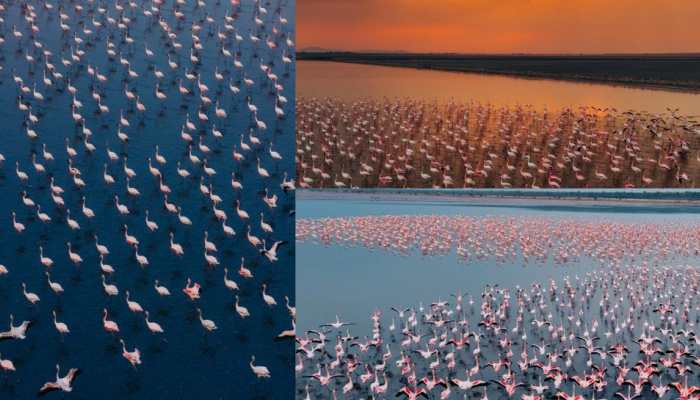 flamingo