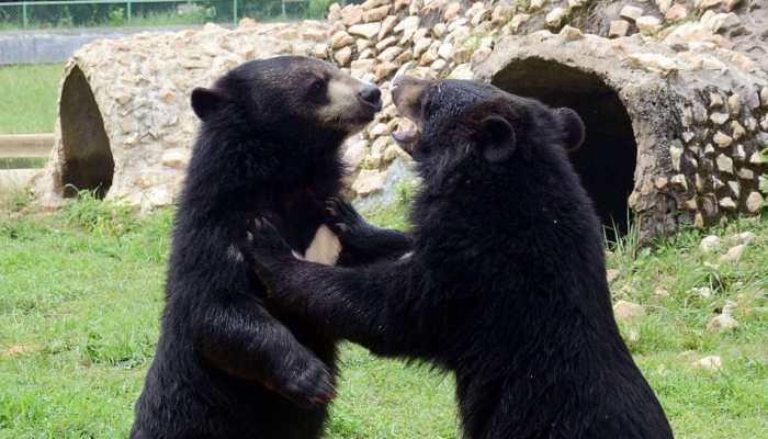 Jammu And Kashmir: Black Bear Movement Near NIT Srinagar Sparks Concern Among Residents