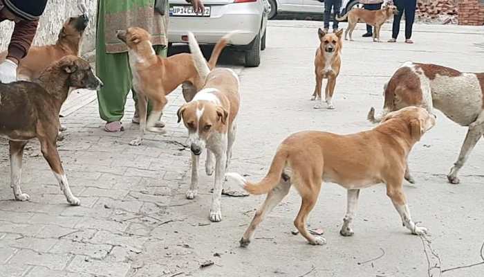How Bhagwant Mann Govt Is Rewriting Punjab’s Rabies Response