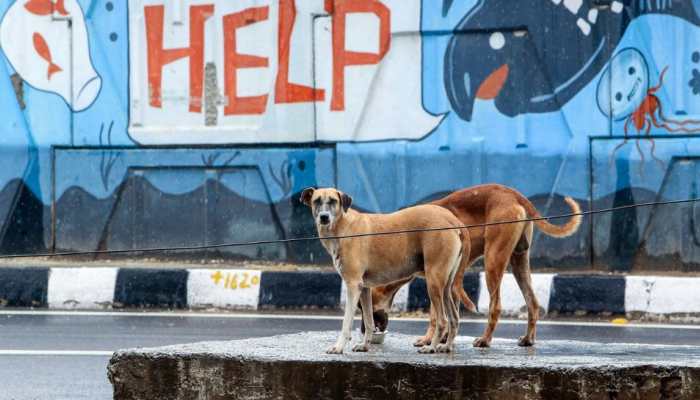 Telangana: Case Filed Over Alleged Mass Killing Of Stray Dogs In Yacharam