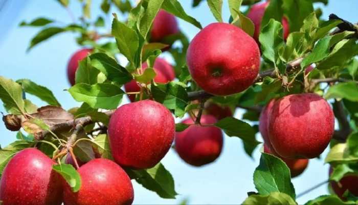 Kashmir apples at risk: India-US trade deal sparks fears among growers