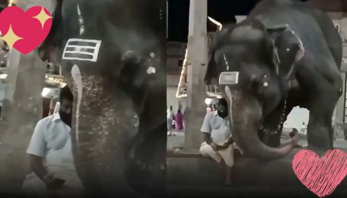 Watch this elephant's heartwarming reaction to seeing itself on phone