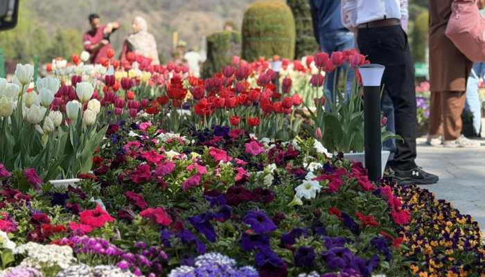 Kashmir's Tulip garden sees massive 3.5 lakh footfall in 2026