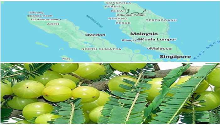 Did you know an Indian amla tree is linked to Strait of Malacca? Here’s story