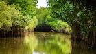 The hidden gem of Tamil Nadu: A mangrove forest protecting Southeast coast 