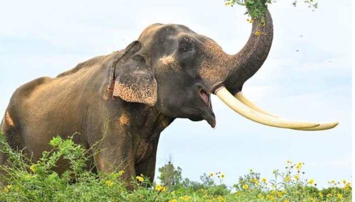 Two Children Killed In Wild Elephant Attack In Chhattisgarh Two Children Killed In Wild Elephant Attack In Chhattisgarh