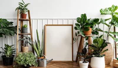 Not Just Decor: 8 Health Superpowers Of Houseplants You Need To Know