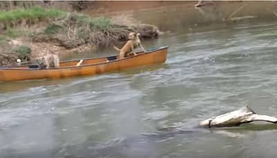 This is why they're man's best friend - WATCH Labrador performing a heroic rescue act