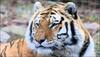 Tiger mowed down by train in Satna; big cat death toll hits 28 this year