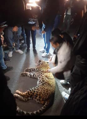 Leopard in Ghaziabad