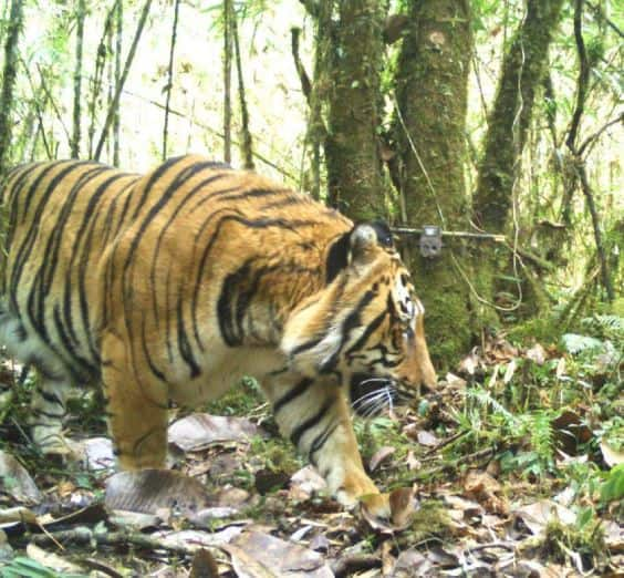 tiger census 2018, tiger census Guinness record